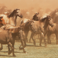 2026 Tűz-Ló napév – az átalakulás útján